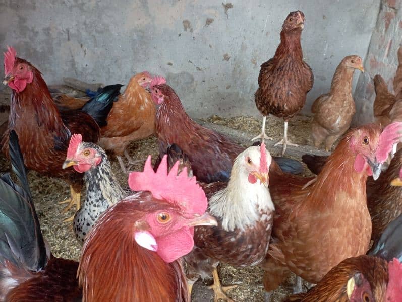 Lahore Poultry Sale: Rooster & Golden Misri Hen 1