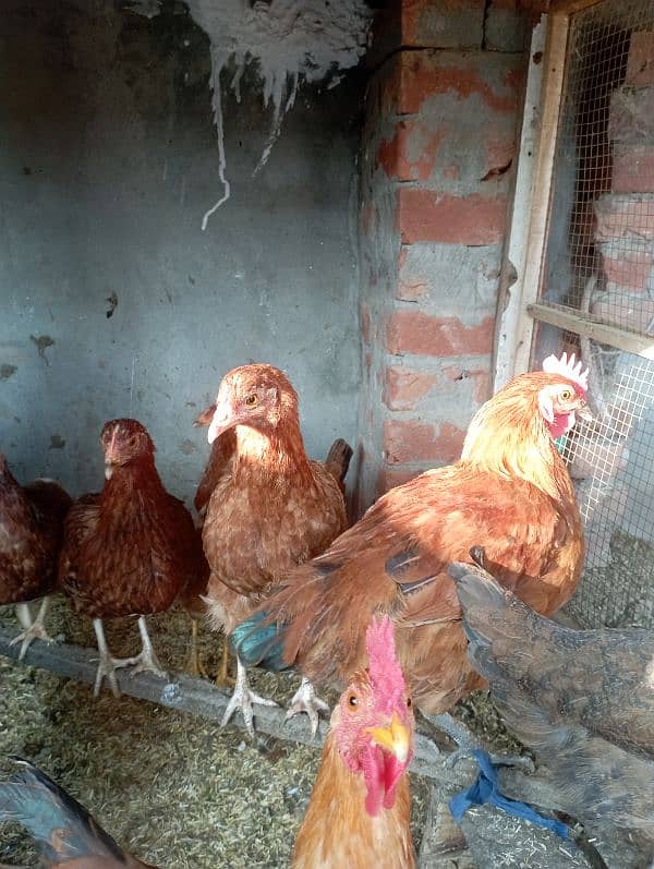 Lahore Poultry Sale: Rooster & Golden Misri Hen 2