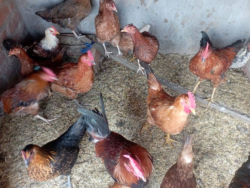 Lahore Poultry Sale: Rooster & Golden Misri Hen 3