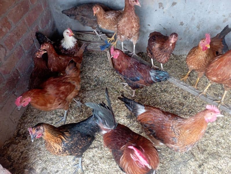 Lahore Poultry Sale: Rooster & Golden Misri Hen 4