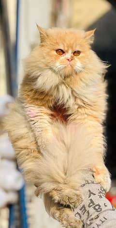 Persian cats | Punch Face cats | Triple Coated cats | Kittens and cats