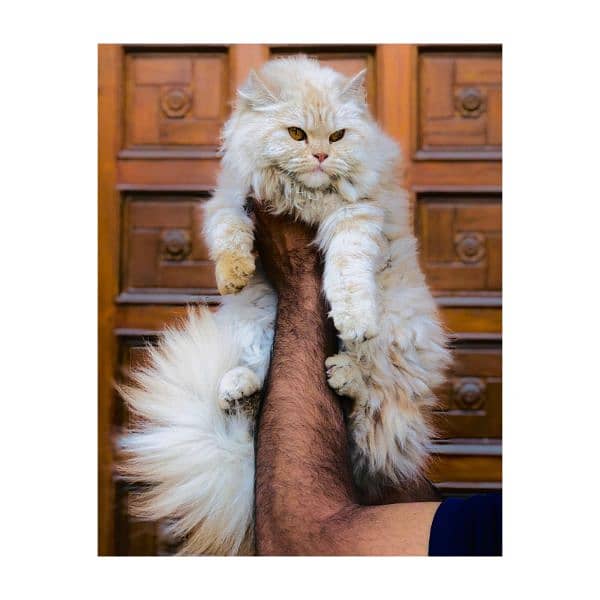 Persian Punch face triple coat cat Kitten 2