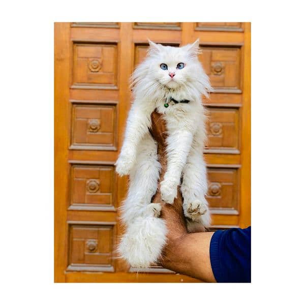 Persian Punch face triple coat cat Kitten 3