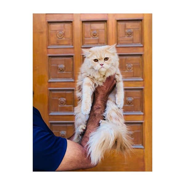 Persian Punch face triple coat cat Kitten 4