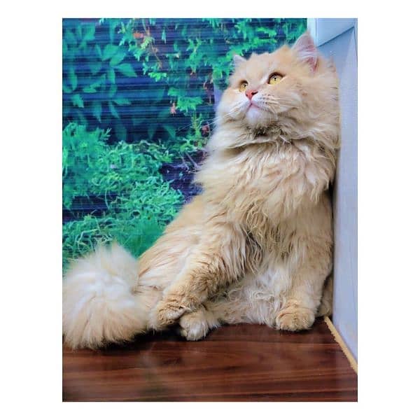 Persian Punch face triple coat cat Kitten 7