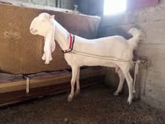 Gulabi Bakri 2 dant, Long Height for sale.