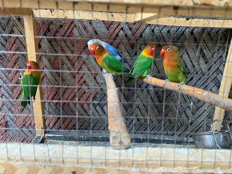 lovebirds pairs available 0