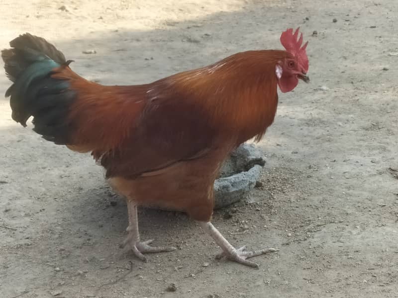 Dasi hens for sale. 0