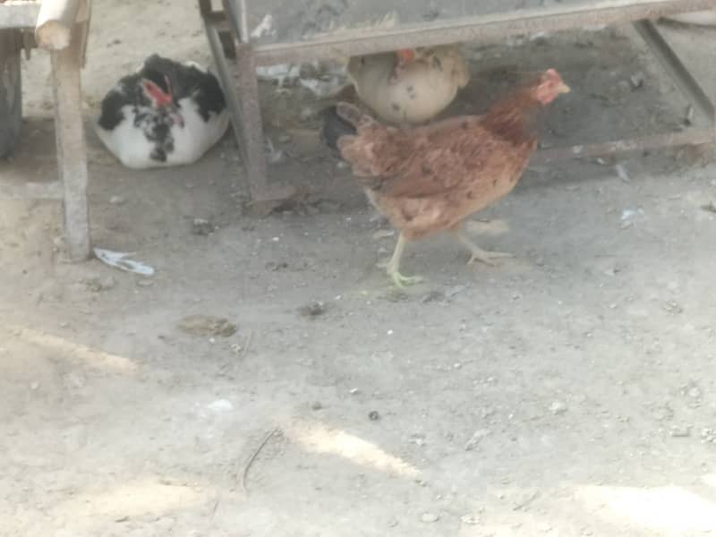 Dasi hens for sale. 1