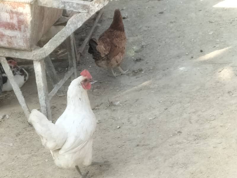 Dasi hens for sale. 2