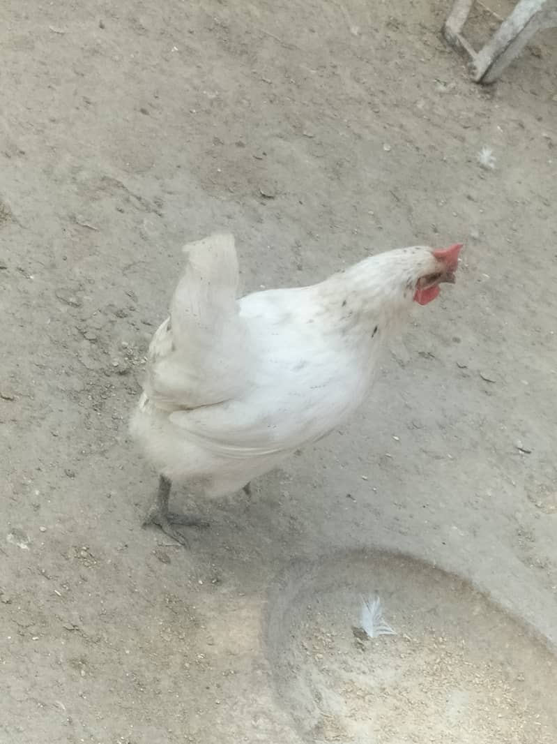 Dasi hens for sale. 3