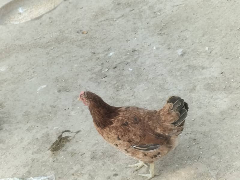 Dasi hens for sale. 4