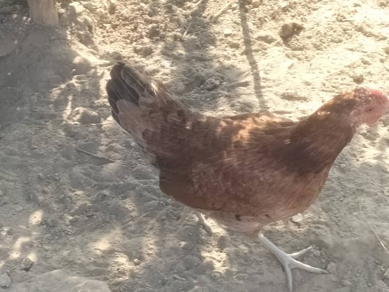 Dasi hens for sale. 5