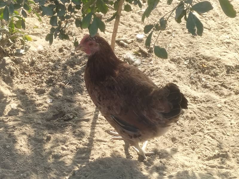 Dasi hens for sale. 6