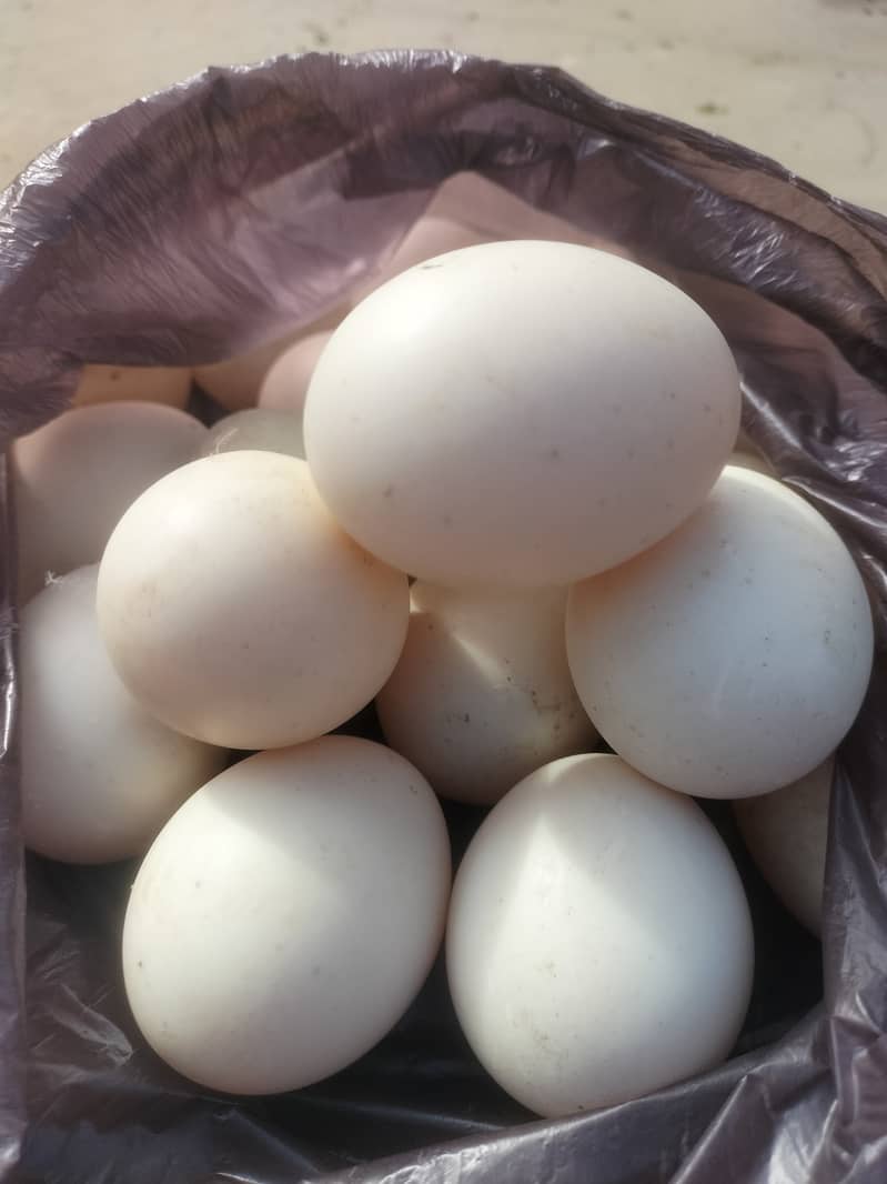 Dasi hens for sale. 7