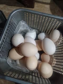 Desi murigyon k fertile eggs available per egg 100 rupees