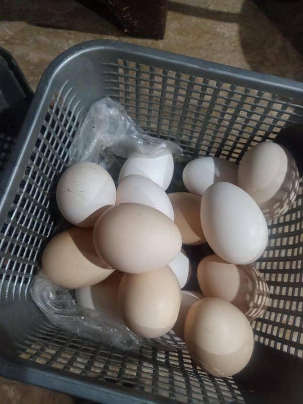 Desi murigyon k fertile eggs available per egg 100 rupees 0