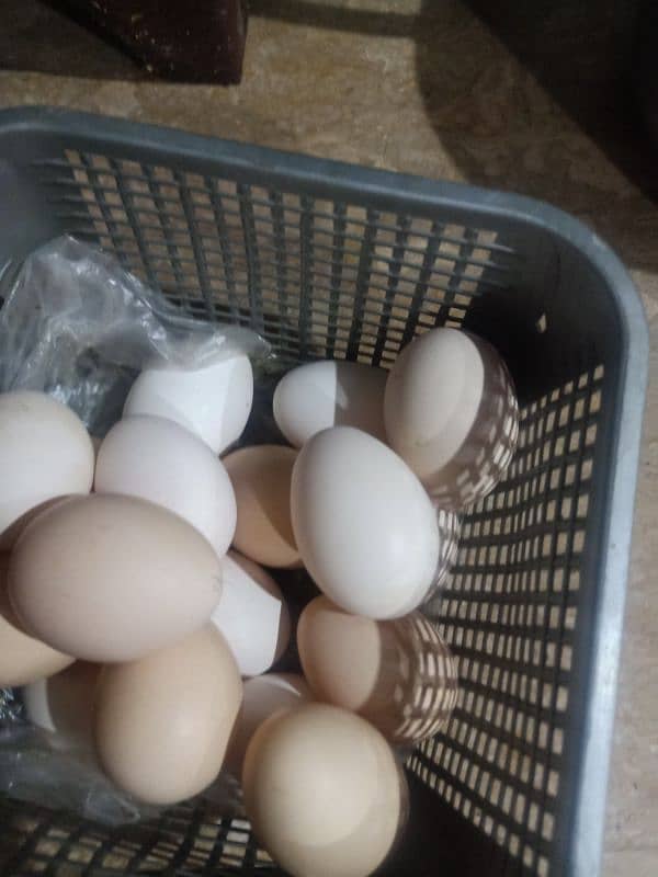 Desi murigyon k fertile eggs available per egg 100 rupees 1