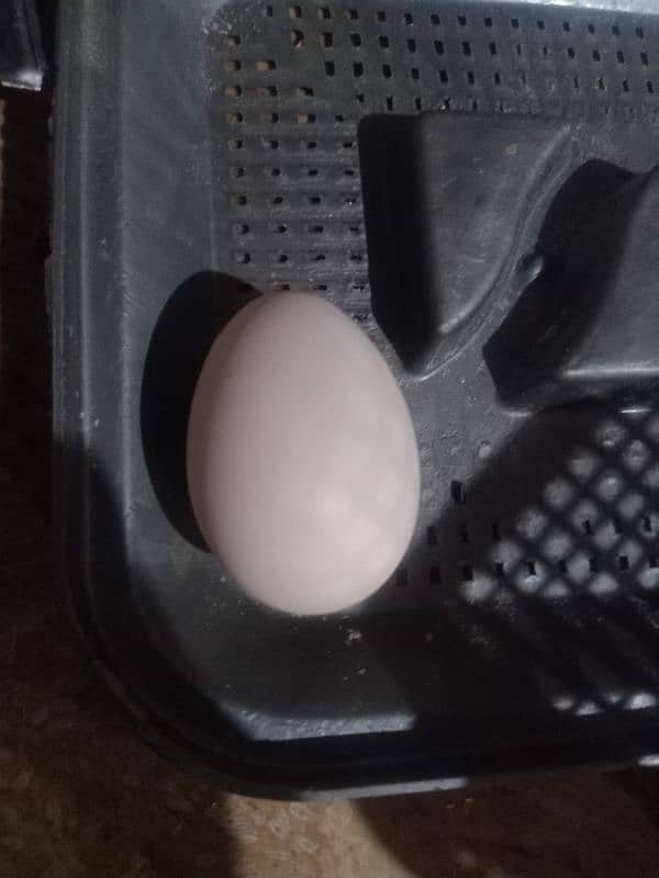 Desi murigyon k fertile eggs available per egg 100 rupees 2