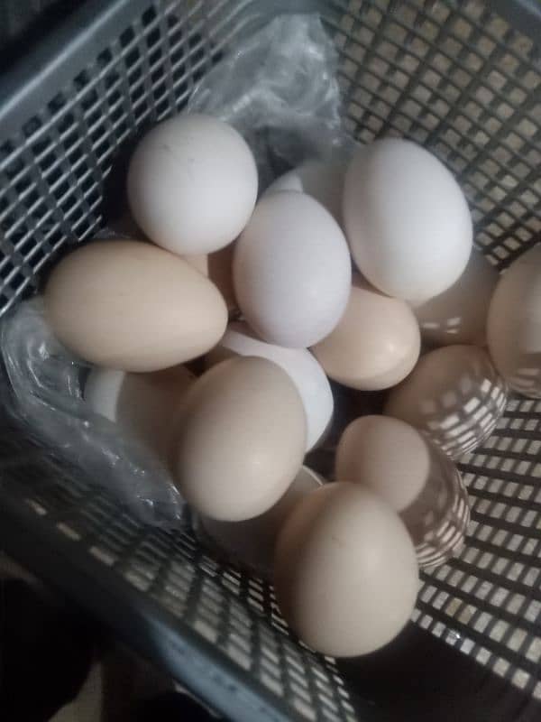 Desi murigyon k fertile eggs available per egg 100 rupees 4