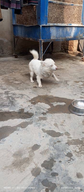 Russian short height female for sale long coat 0