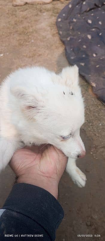 Russian short height female for sale long coat 6