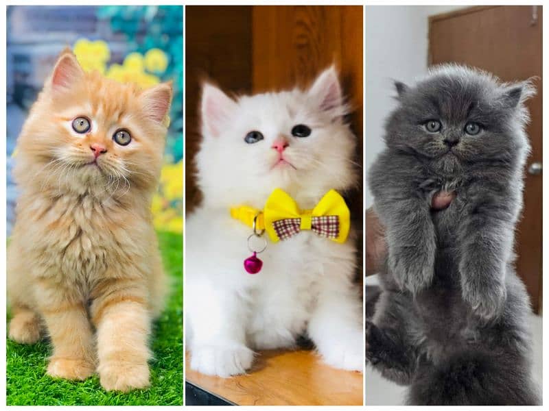 Persian Punch face triple coat cat Kitten 8