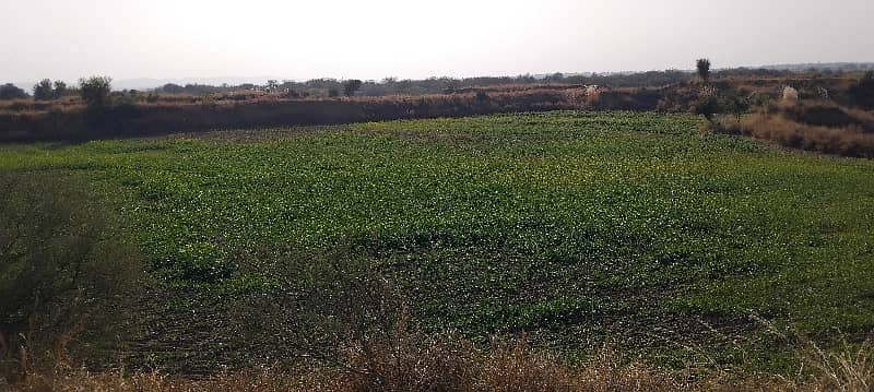 400 Kanal Agricultural Land For Sale In Balksar 4