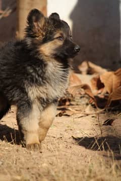 German Shpeherd Puppies