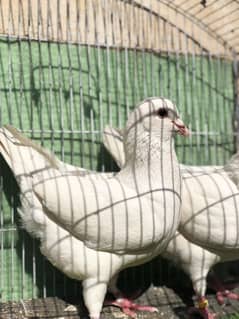 Fancy Pigeons