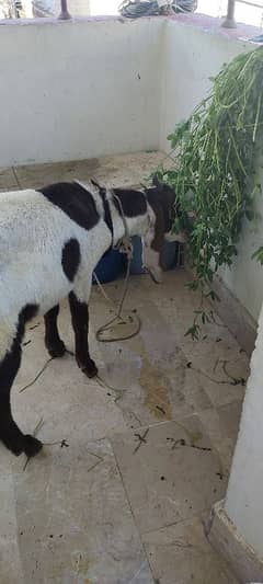 bakra for sale