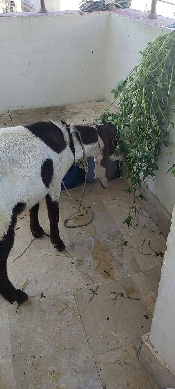 bakra for sale 0