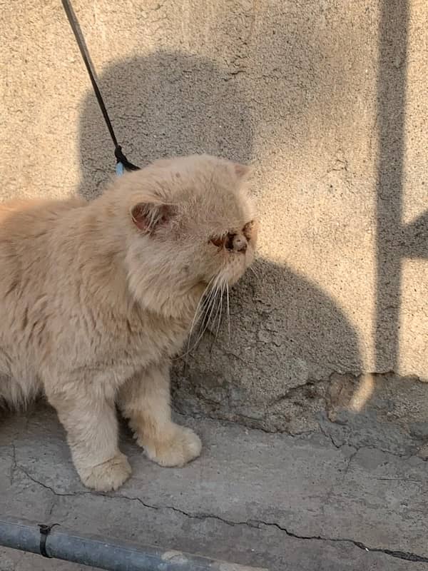 exotic long hair peaky face cat 3