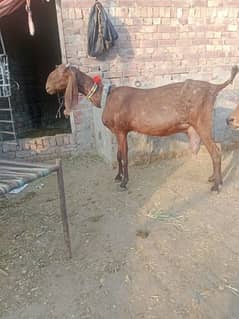 bakri