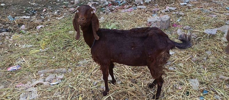 Dasi BAKRI FOR SALE 0