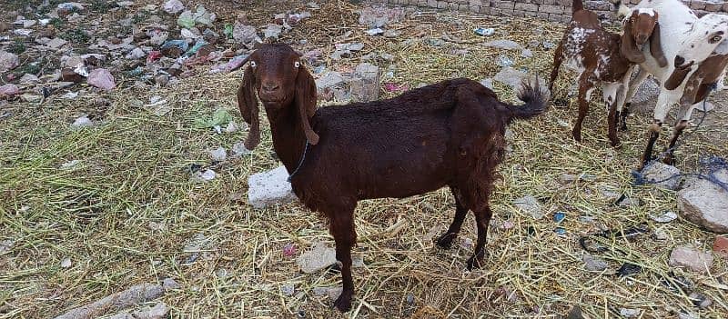 Dasi BAKRI FOR SALE 1