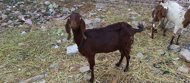 Dasi BAKRI FOR SALE 2