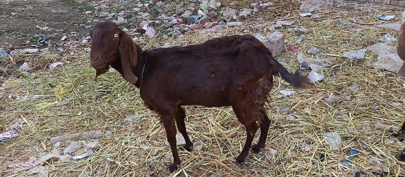 Dasi BAKRI FOR SALE 3