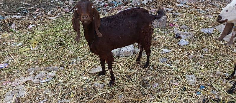 Dasi BAKRI FOR SALE 4