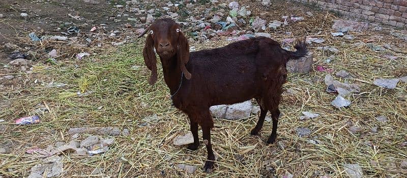 Dasi BAKRI FOR SALE 5