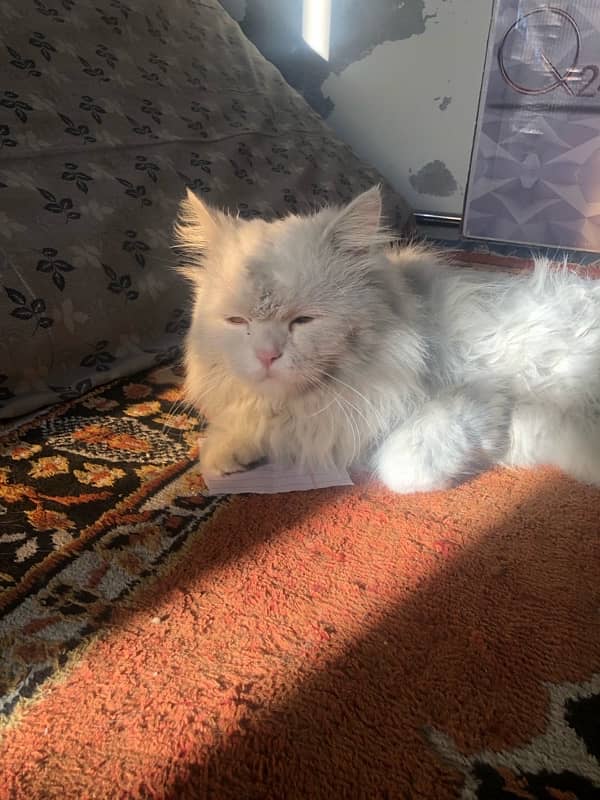 Russian cat for sale 1