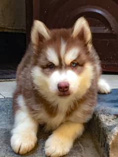 padigree Siberian Husky puppies/ husky puppy / wolly coat pup/blue eye