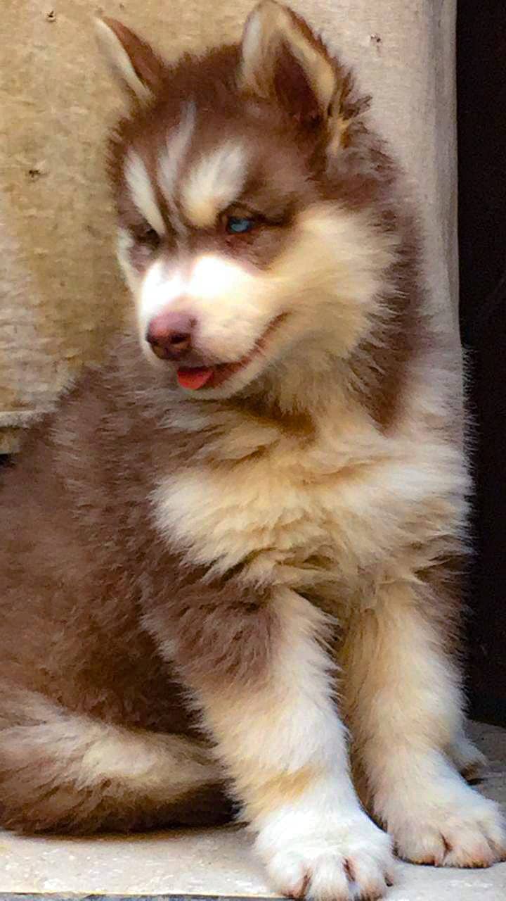 padigree Siberian Husky puppies/ husky puppy / wolly coat pup/blue eye 1