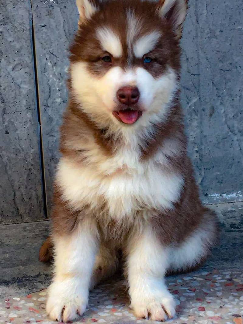 padigree Siberian Husky puppies/ husky puppy / wolly coat pup/blue eye 2