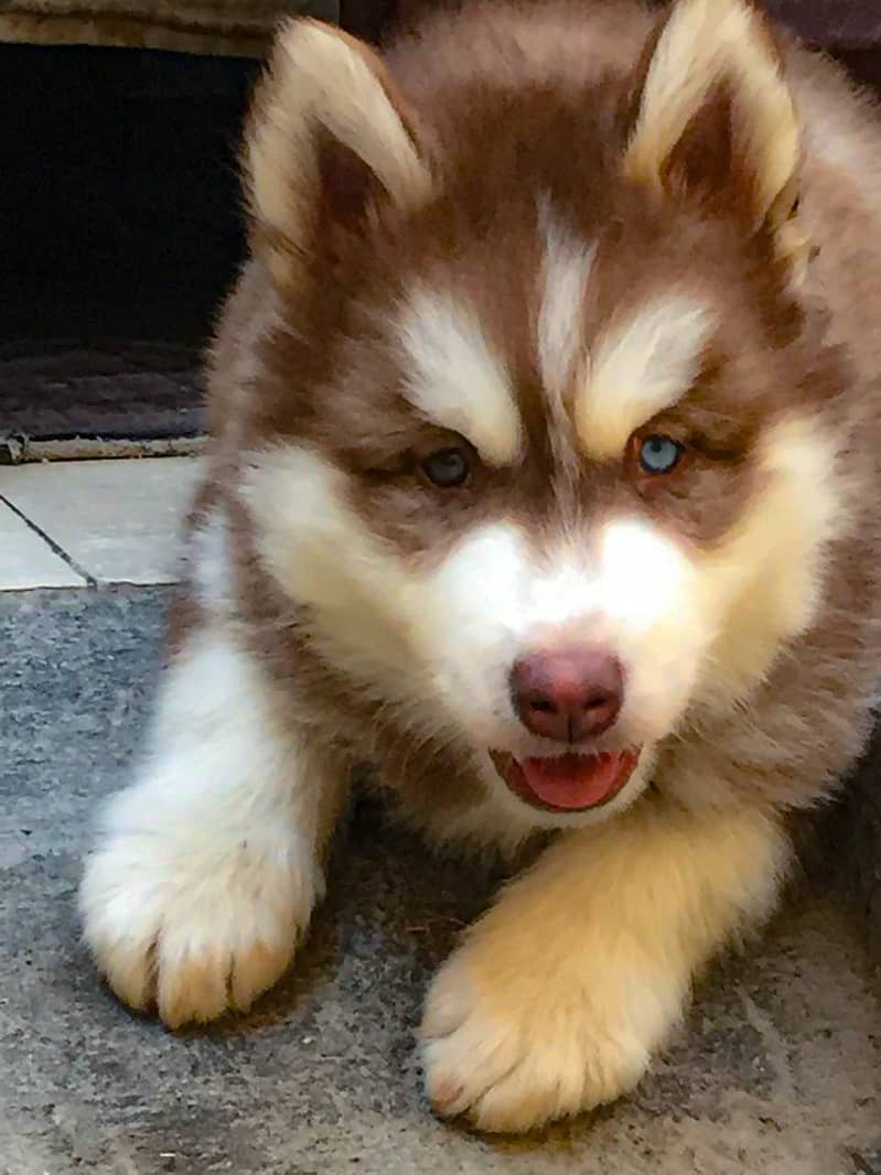 padigree Siberian Husky puppies/ husky puppy / wolly coat pup/blue eye 3