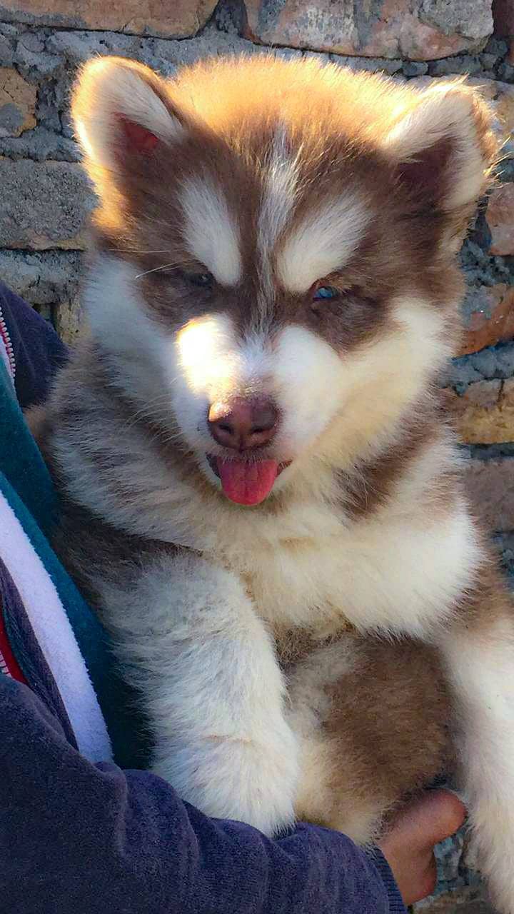 padigree Siberian Husky puppies/ husky puppy / wolly coat pup/blue eye 4