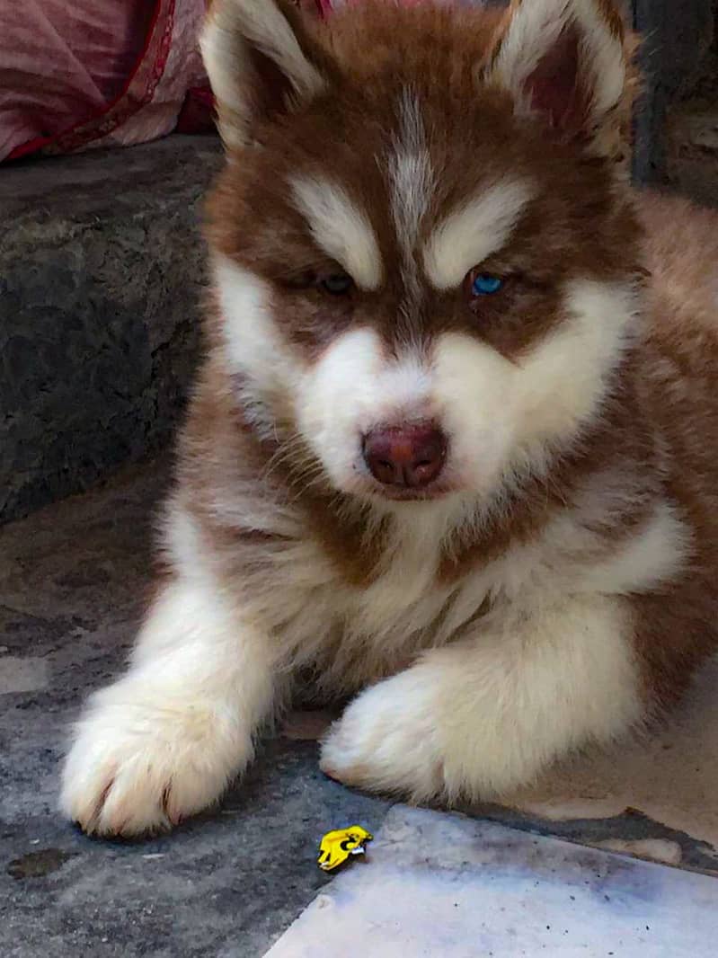 padigree Siberian Husky puppies/ husky puppy / wolly coat pup/blue eye 5