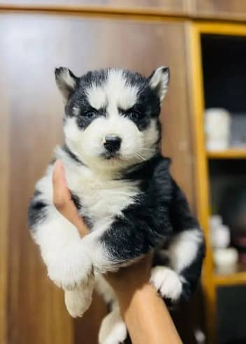 padigree Siberian Husky puppies/ husky puppy / wolly coat pup/blue eye 7