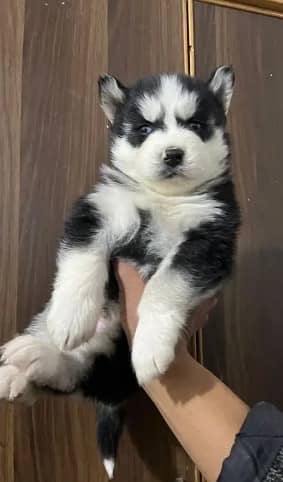 padigree Siberian Husky puppies/ husky puppy / wolly coat pup/blue eye 6