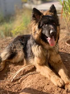 German shepherd black mask